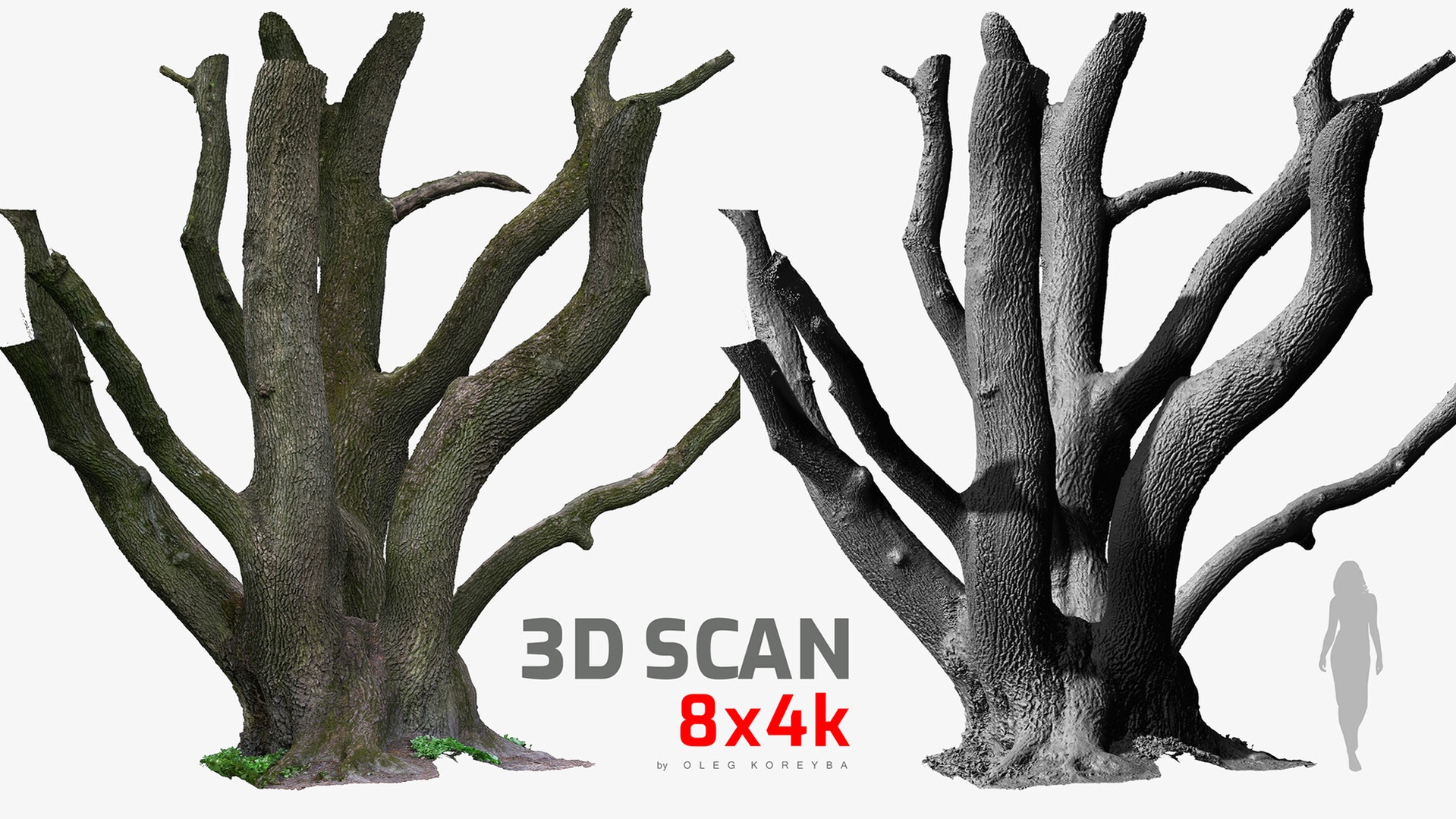 Media 1 for listing Massive Multi-stem Oak Tree 3D Model 8x4k \ 4x16k Textures RAW 3D Scan