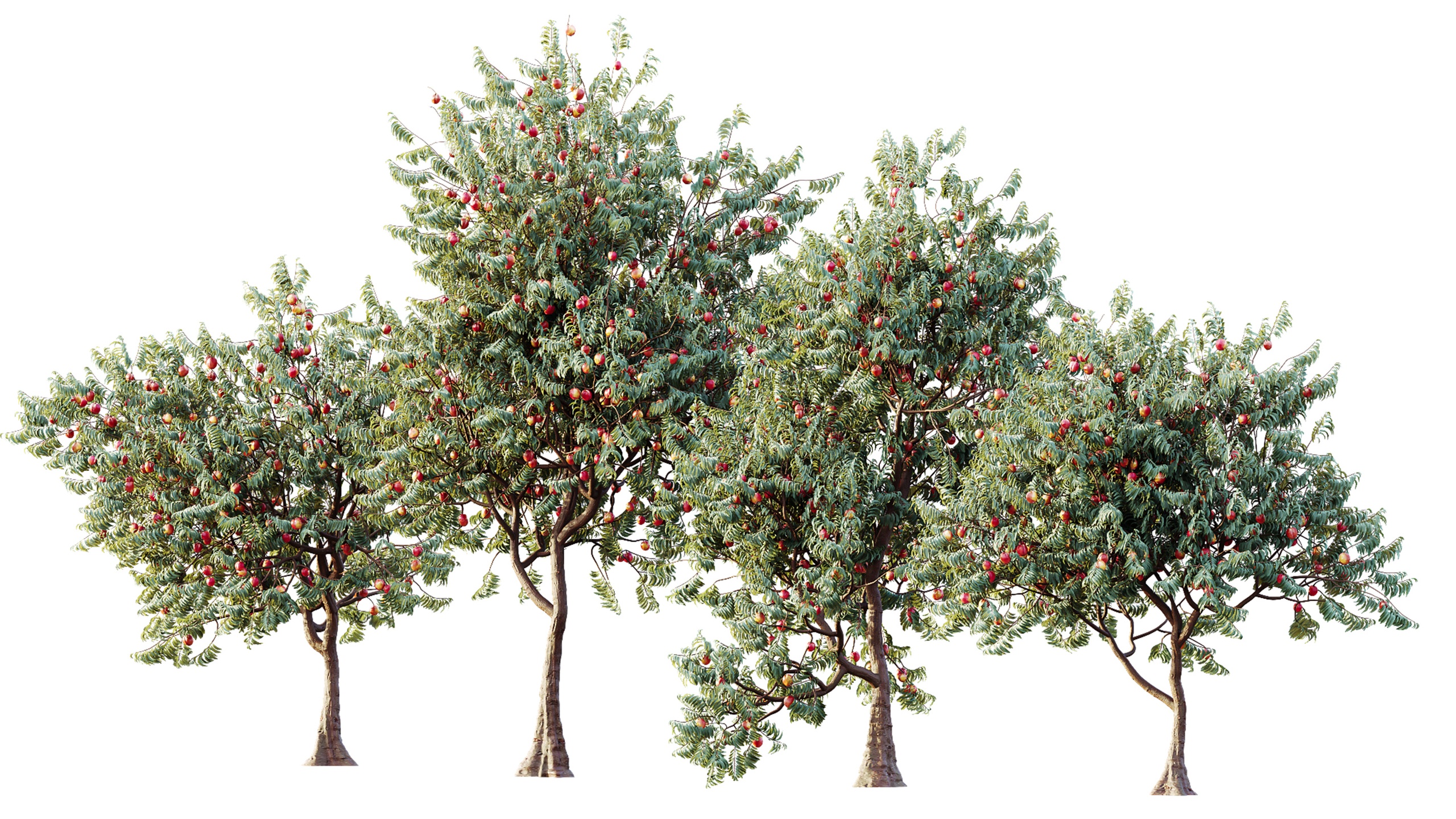 Media 1 for listing AV Amygdalus Persica Peach Version02