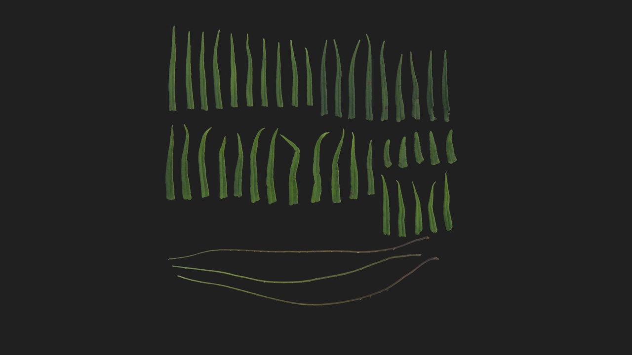 Media 1 for listing Fern 03