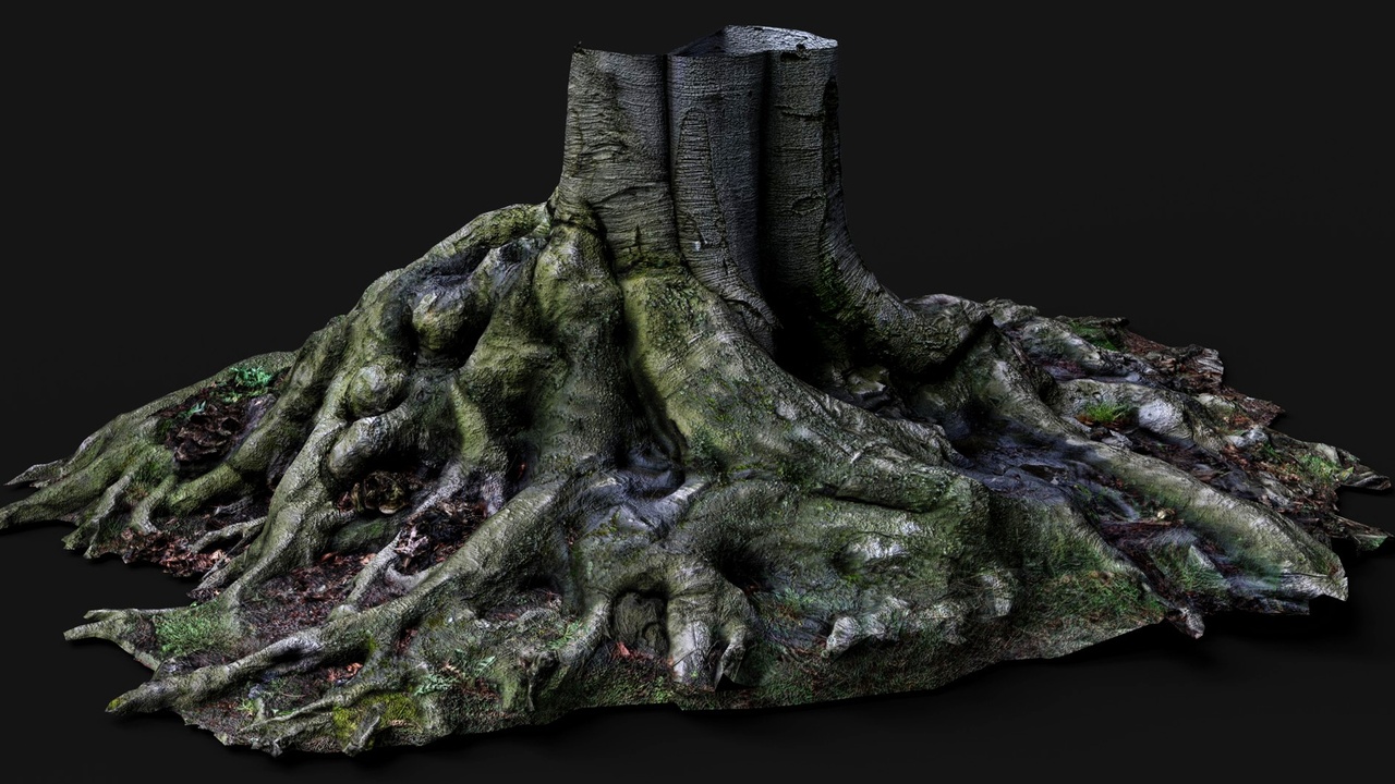 Media 1 for listing wide roots large tree stump PBR photogrammetry