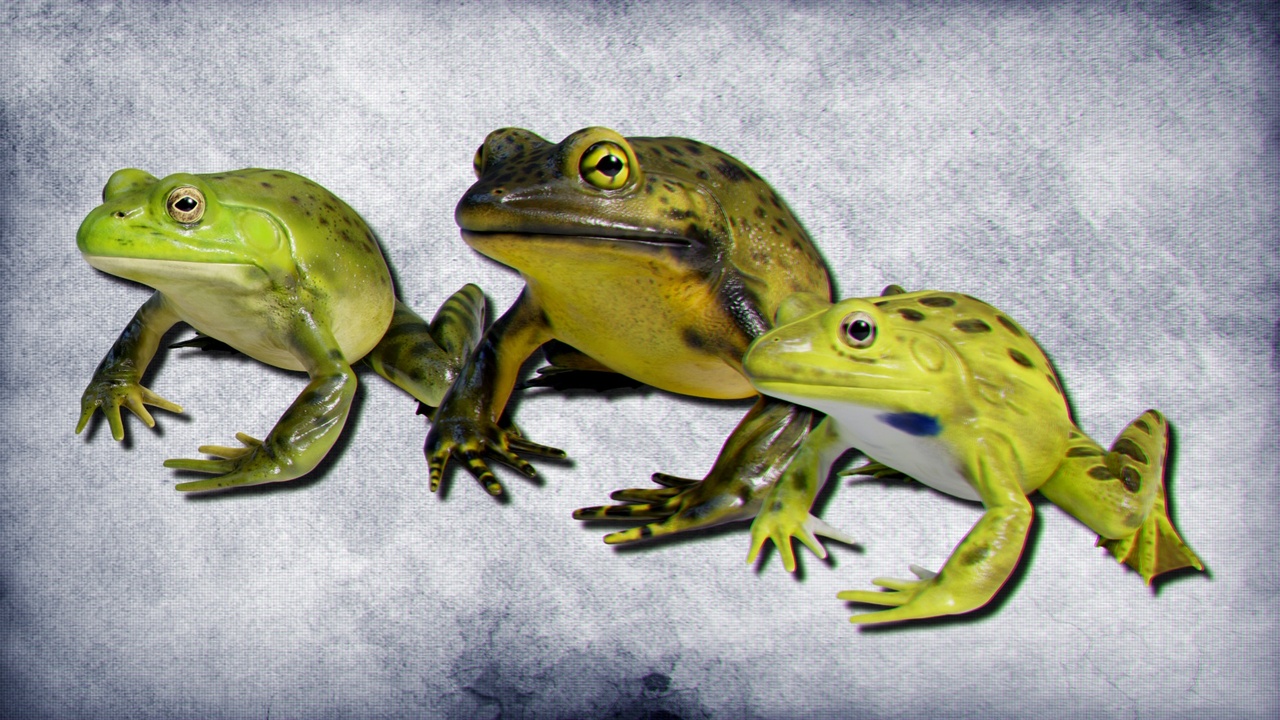 Animated Bullfrogs Volume 1