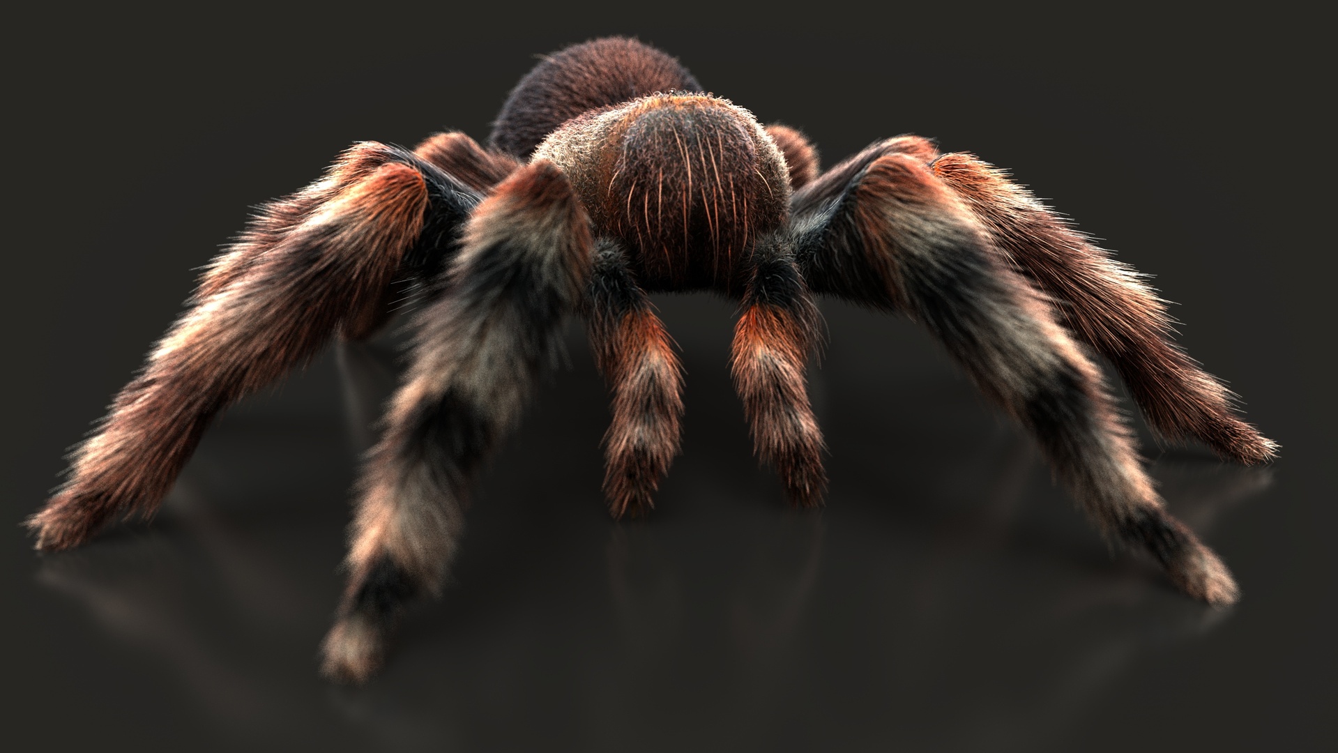 Media 1 for listing Tarantula (ANIMATED) Maya Xgen-Core