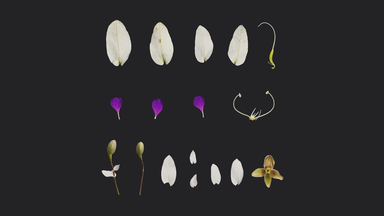Media 1 for listing Lysidice brevicalyx Flower 02