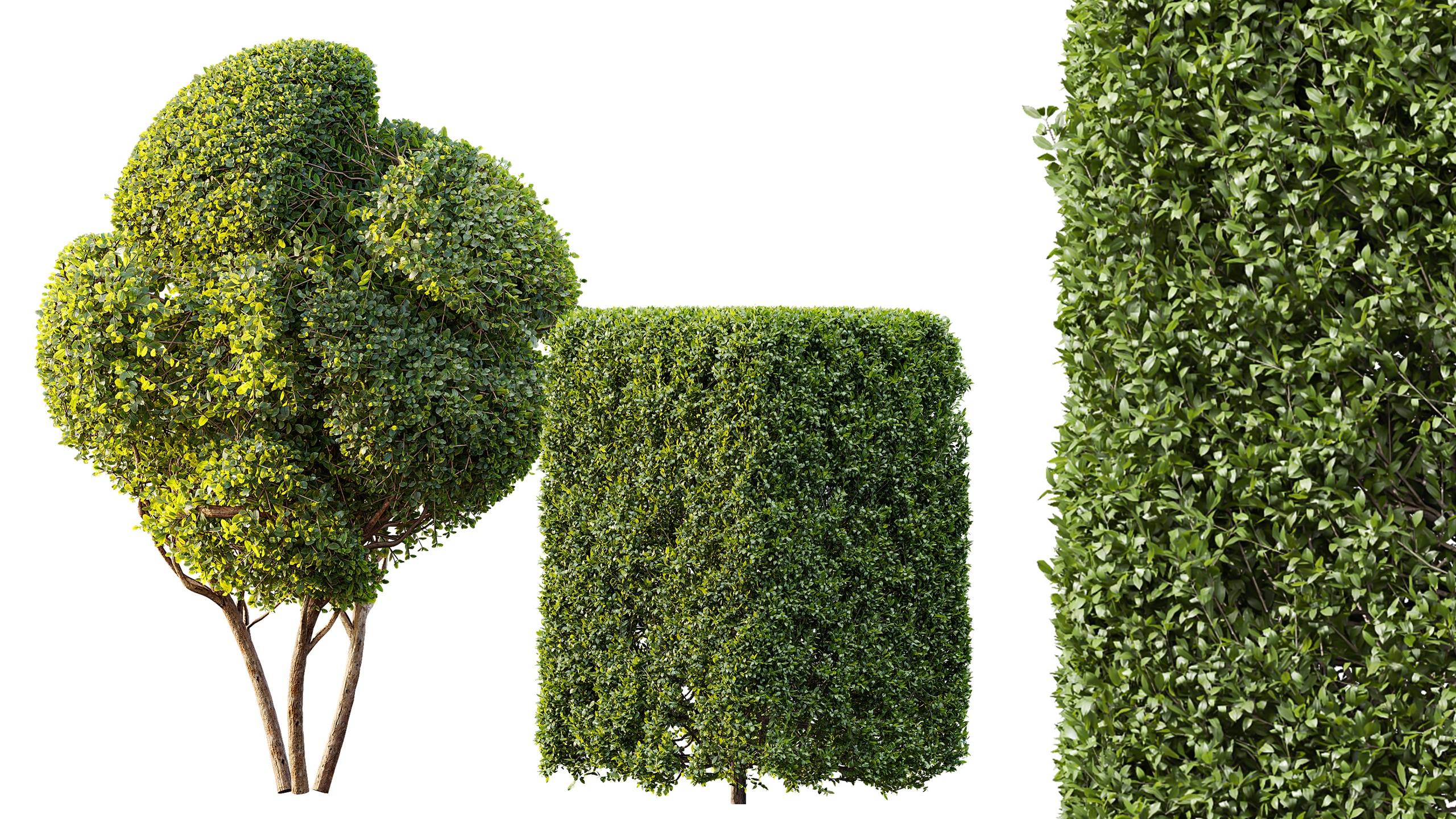 Media 1 for listing AV Ficus Concinna Bonsai Pruned and Ligustrum Quihoui Privet Pruned Box