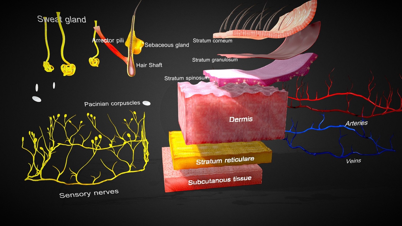 3D Skin Anatomy | Fab