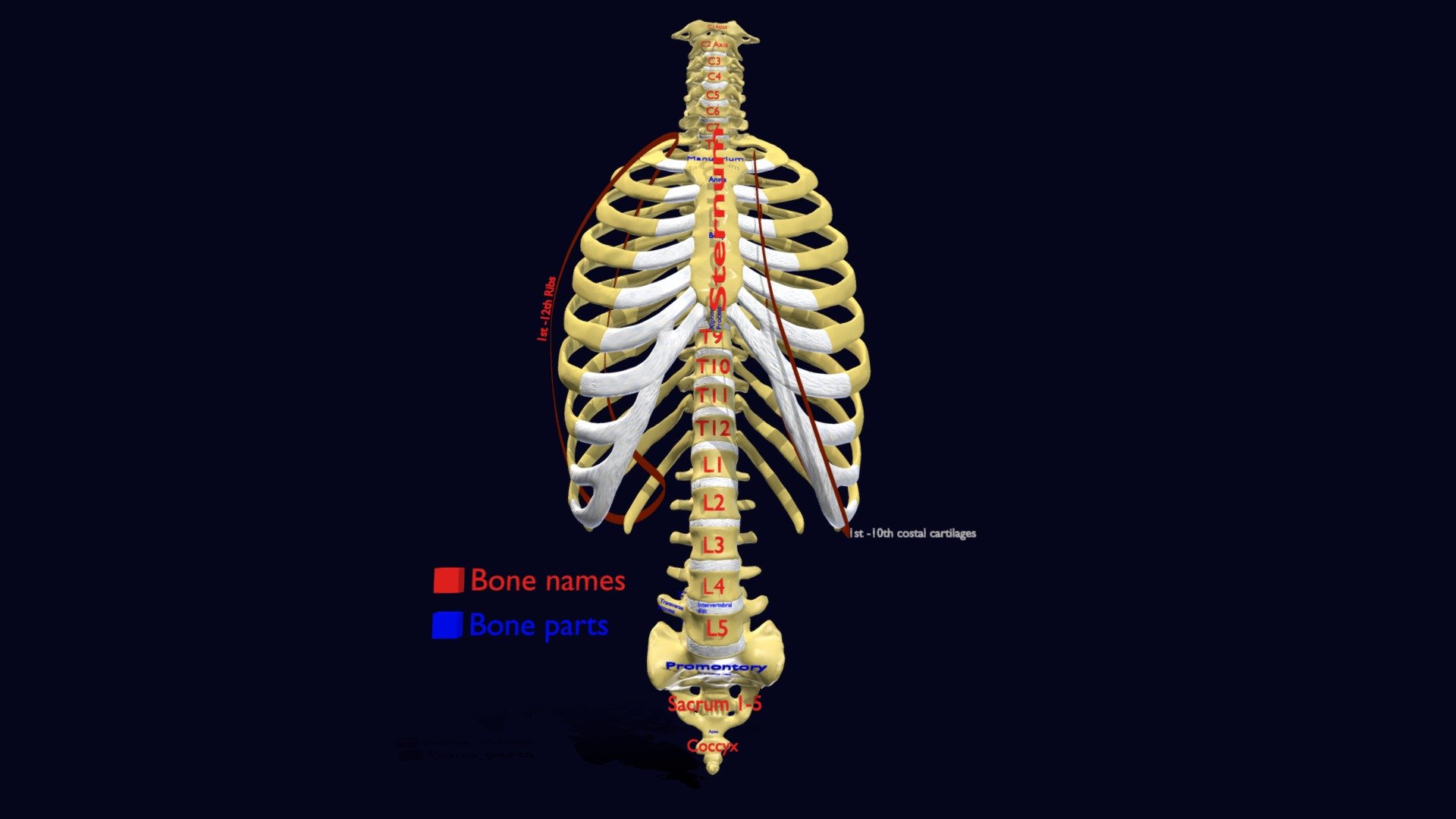 Txt Labelled Ribs And Vertebrae labelled text detail | Fab