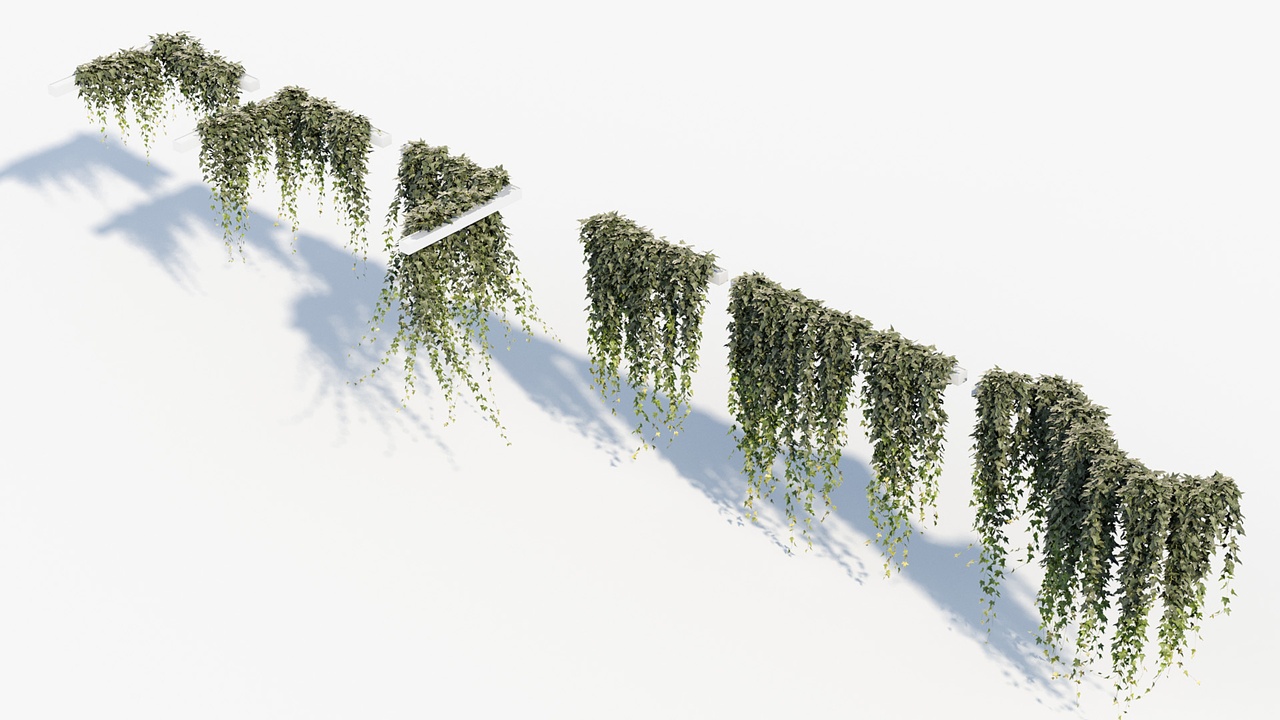 Media 1 for listing English ivy 02