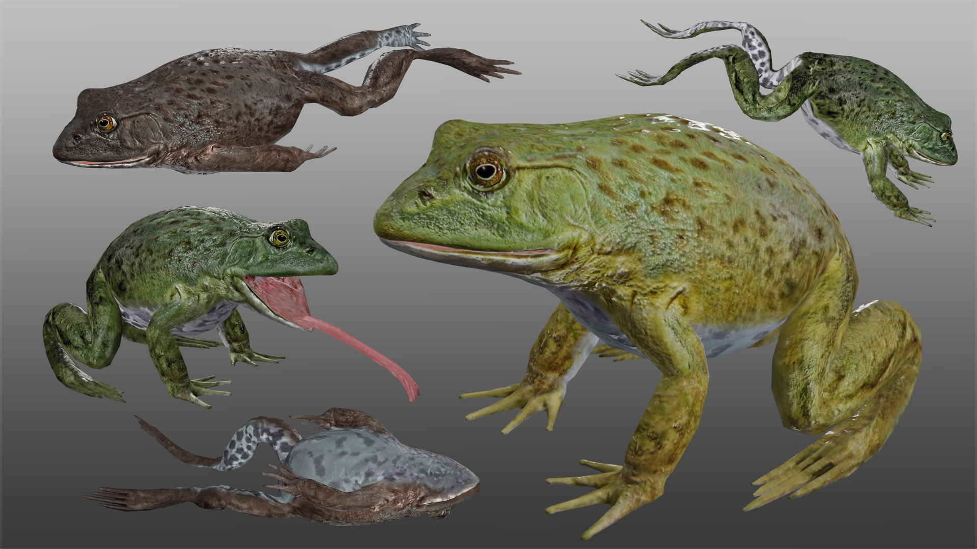Medhue Frog | Fab