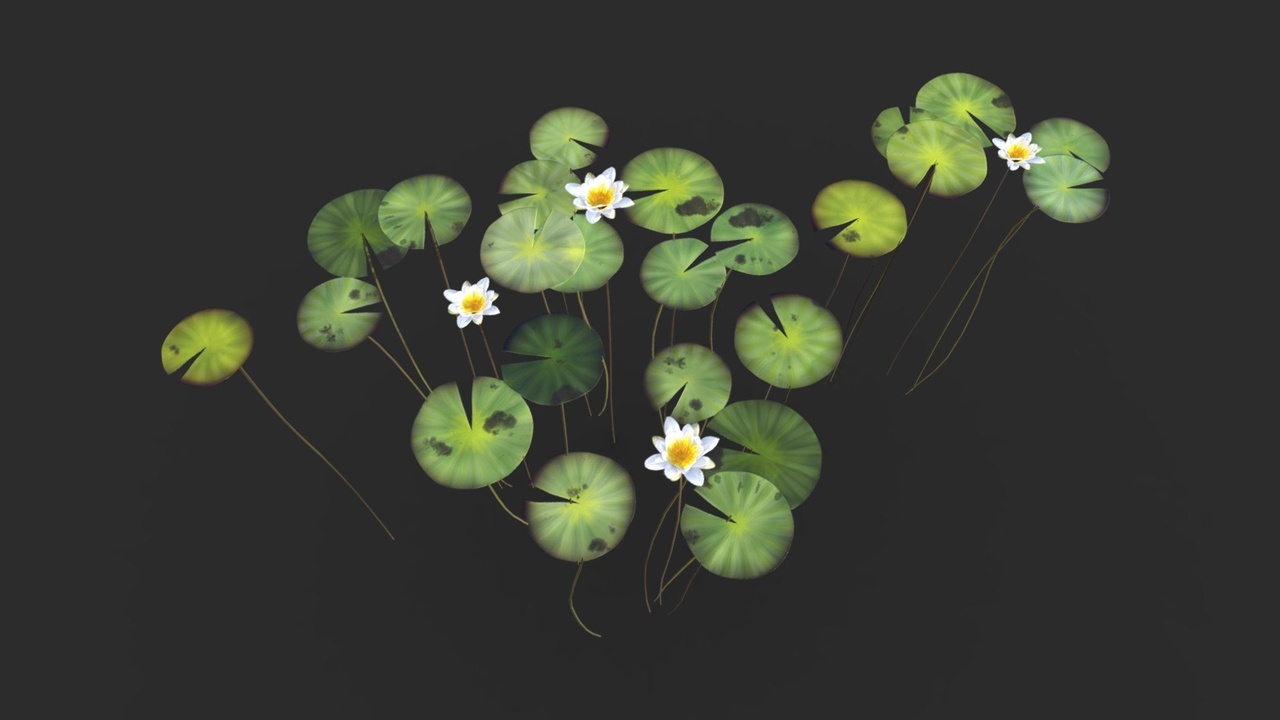 Water Lily Set 제품 등록을 위한 미디어 1개