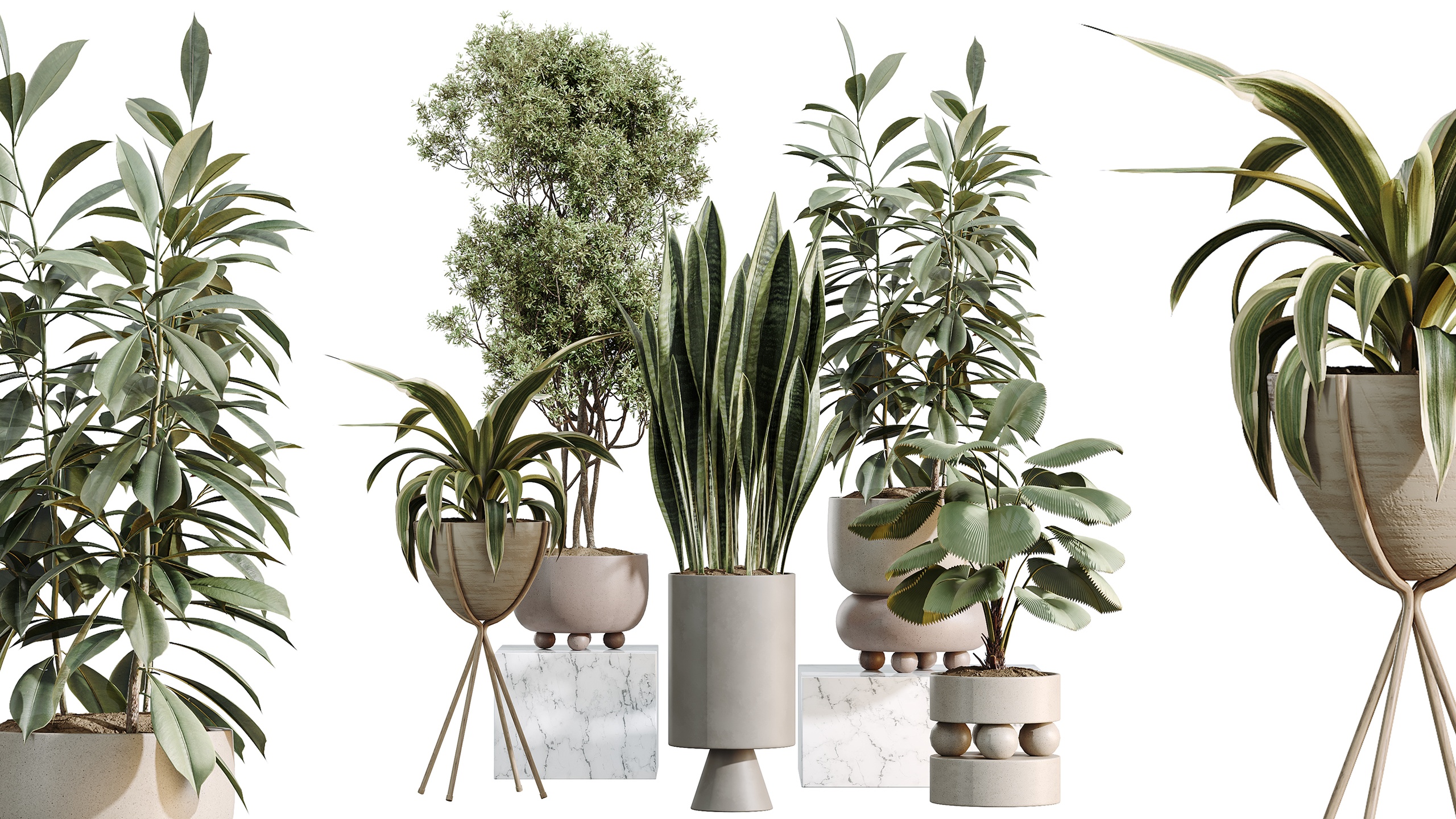 Media 1 for listing AV Indoor Plants Set 462 Licuala Palm Sansevieria Ficus Olive