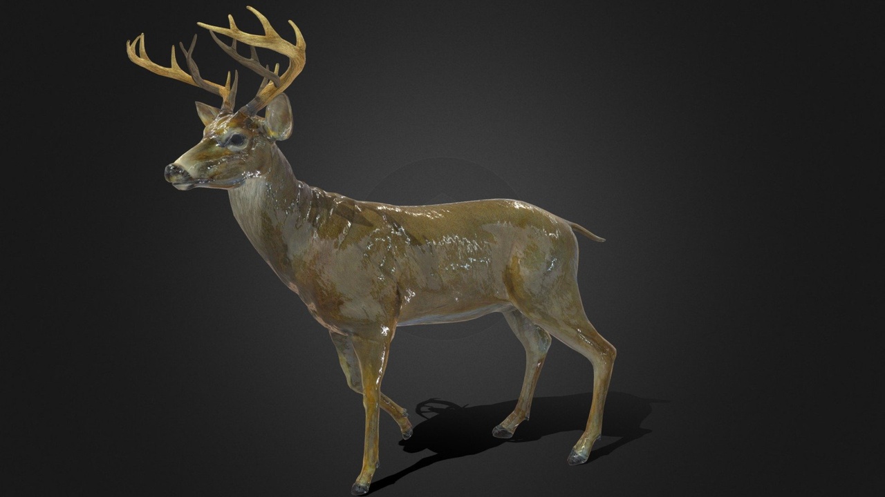 Media 1 for listing White tailed Deer