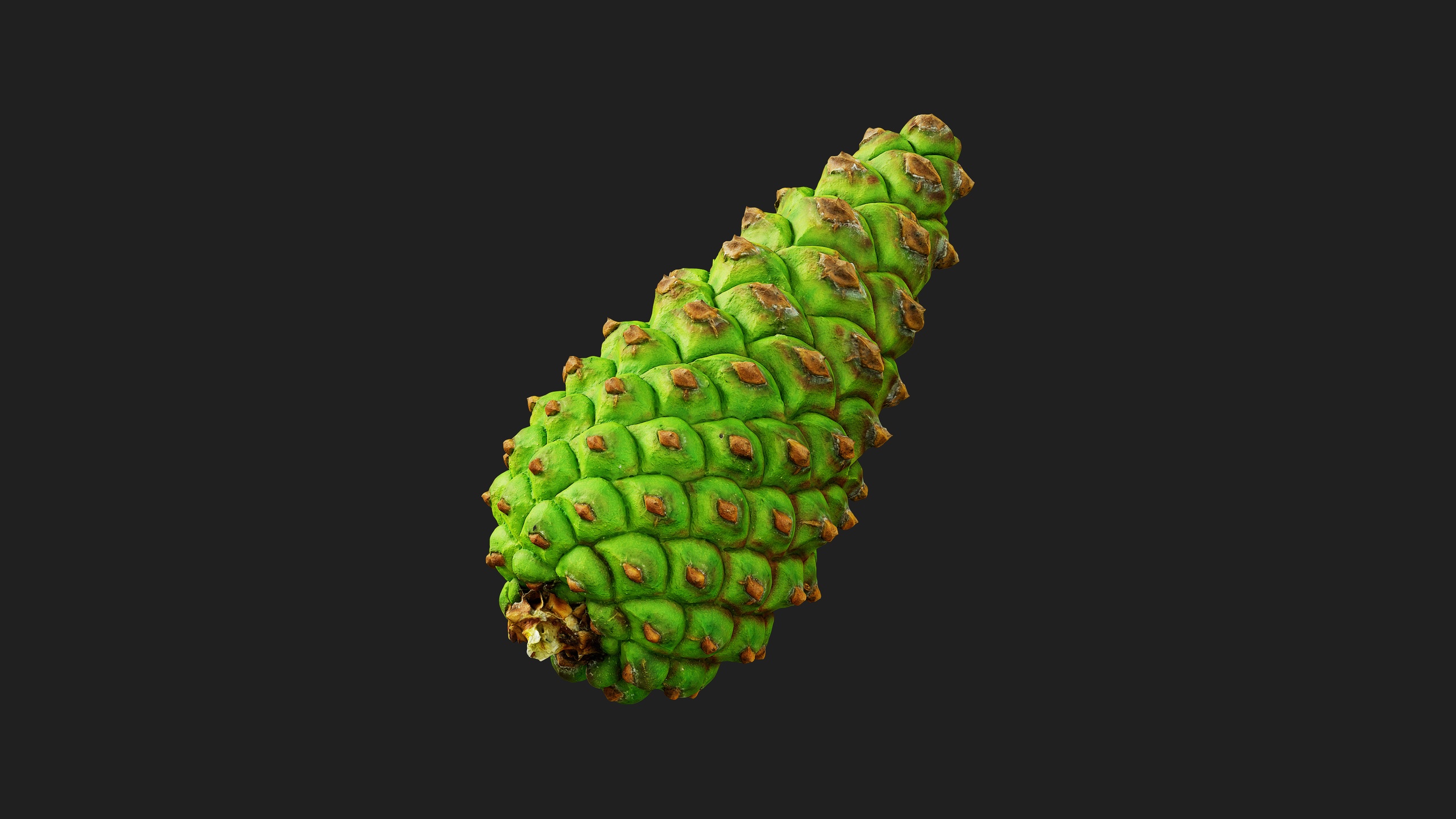 Media 1 for listing Young Pine Cones
