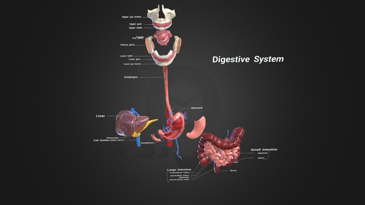 Media 1 for listing Digestive System Anatomy
