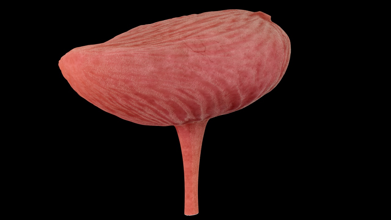 Media 1 for listing Bladder, urinary system, urine storage