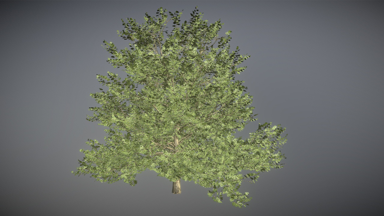 Media 1 for listing Quercus Rubra Tree – Northern Red Oak
