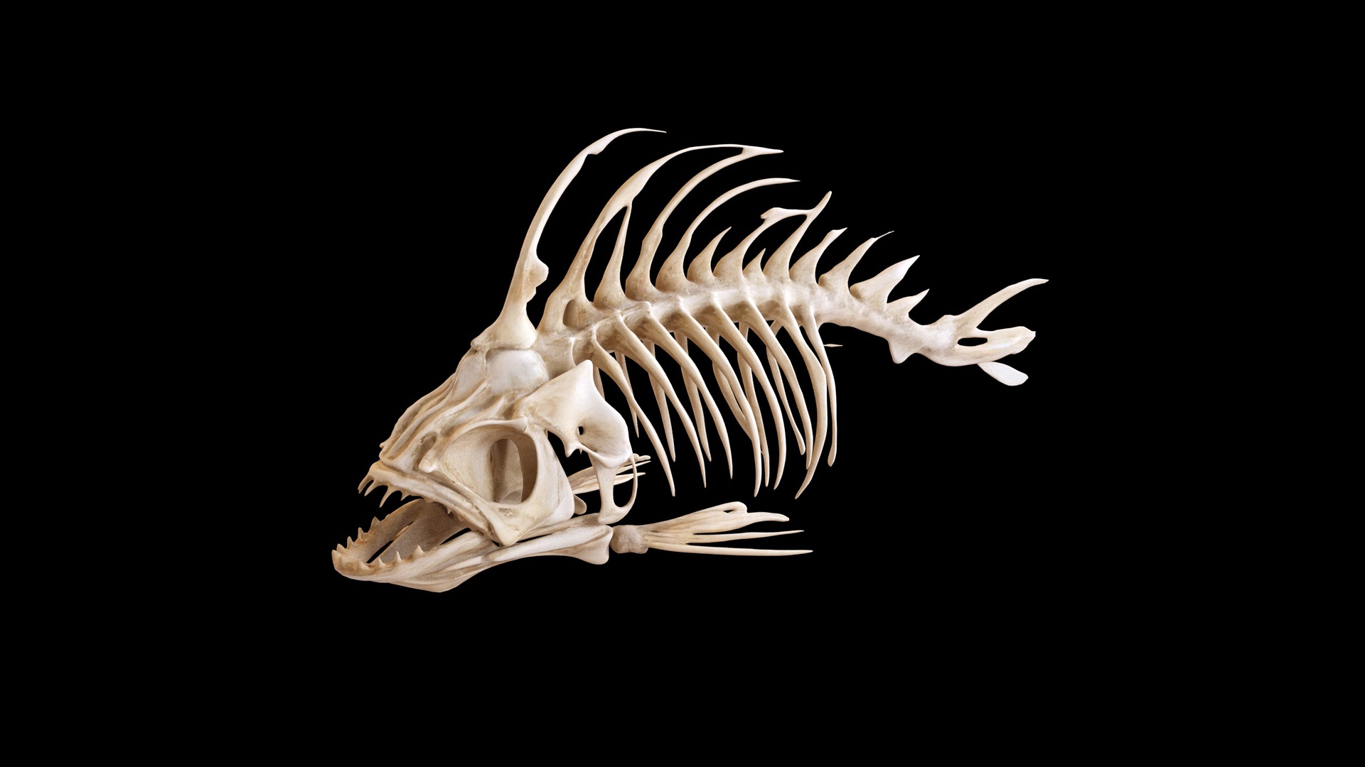 Multimedia 1 dla listy Skeletons Mini Set – 3 Detailed Bone Creatures 3d Collection (Fish, Dinosaur)