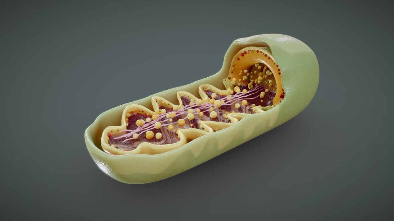 Media 1 for listing Mitochondria Cross Section Anatomy