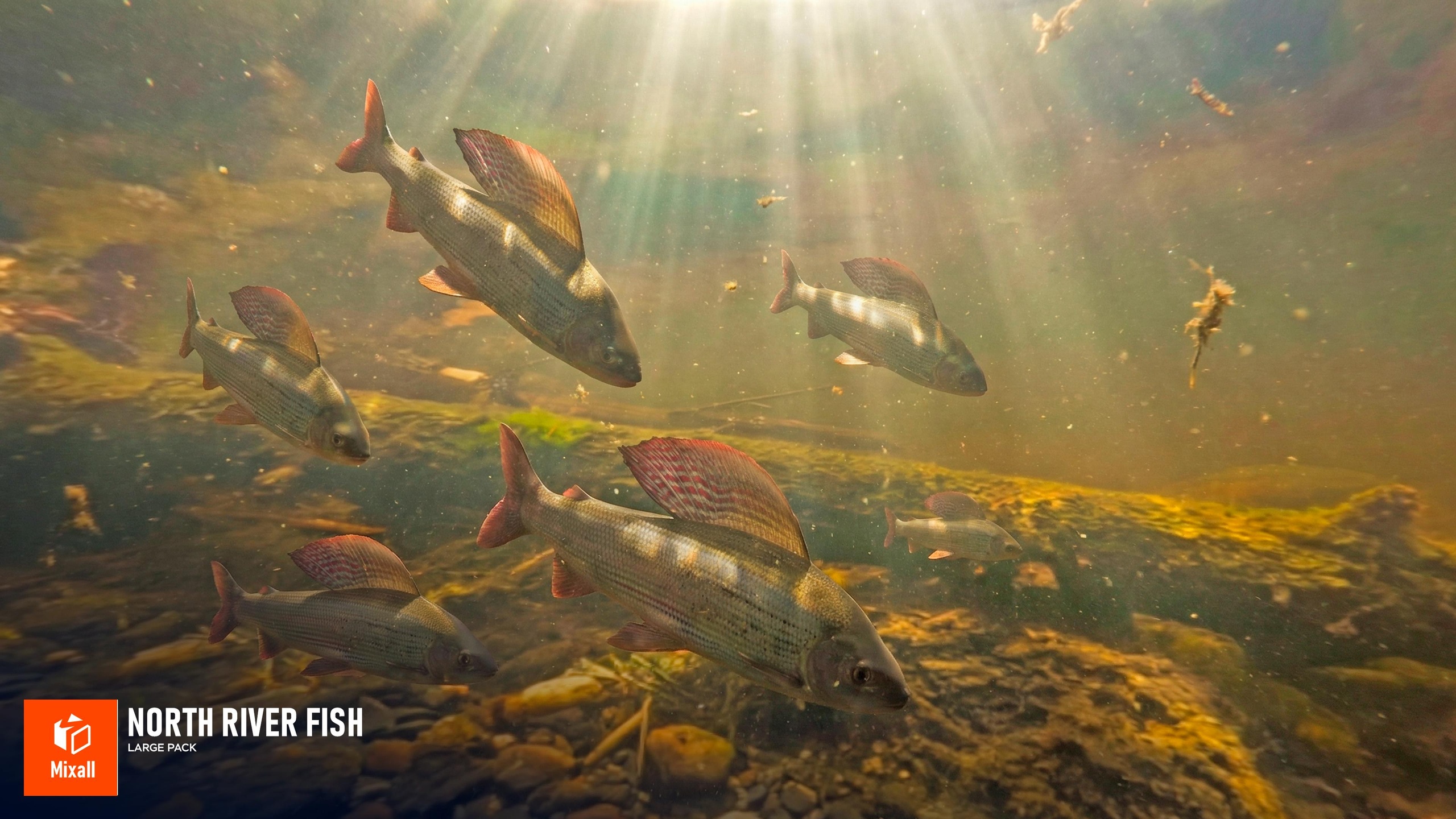 Media 1 for listing North river fish - large pack
