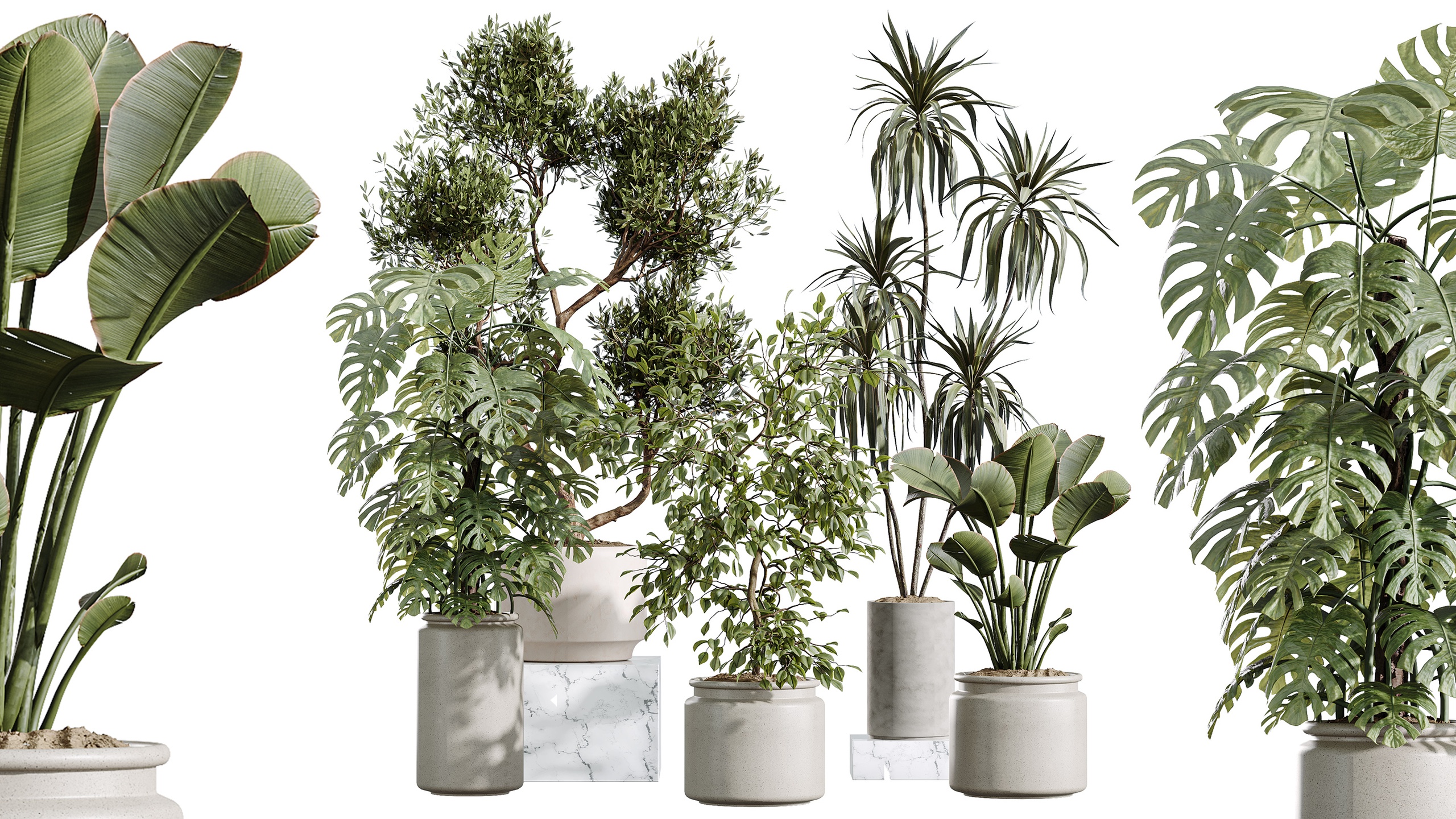 Media 1 for listing AV Indoor Plants Set 408 Banana Ficus Swiss Cheese olive tree Lemon