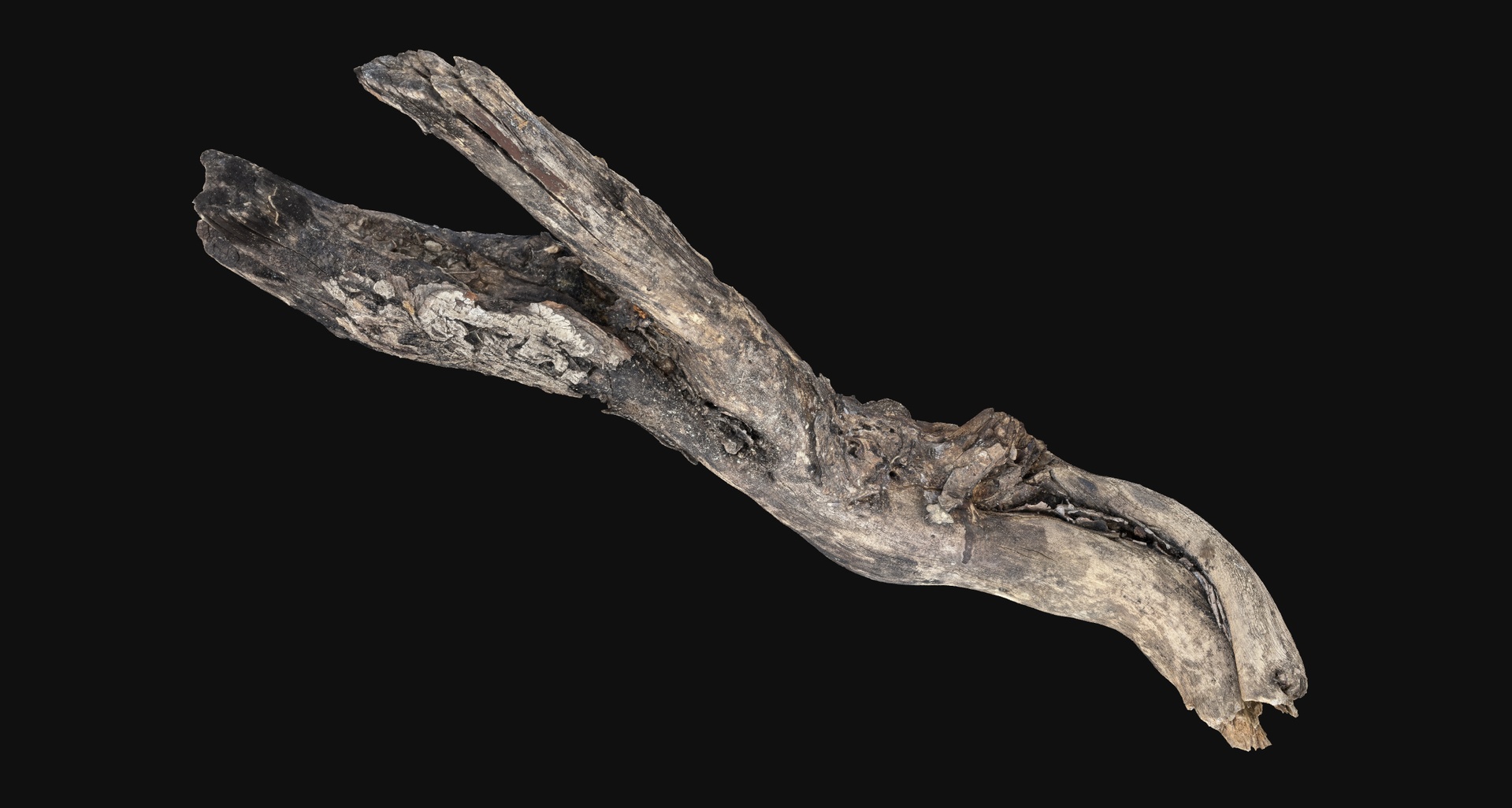 Mídia 1 do anúncio Tree trunk 3d scan highpoly