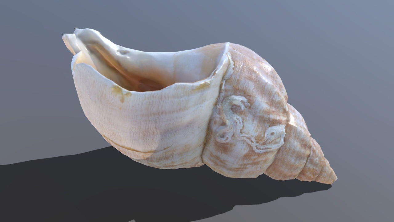 Media 1 for listing Sea shell