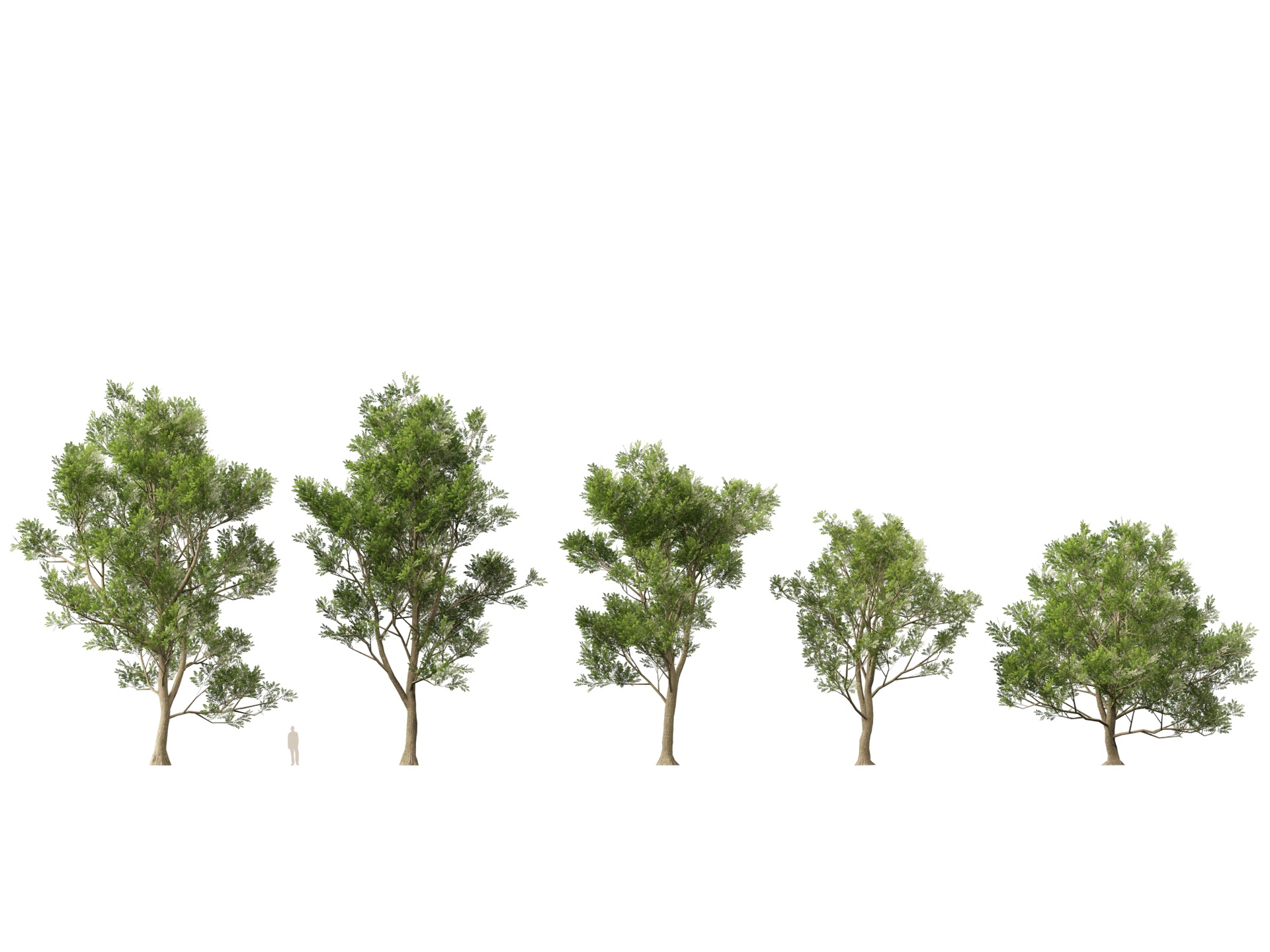 Medium 1 für Eintrag Super Low Poly Tree - Ulmus Minor - Field Elm (7K-15K Tris per tree)