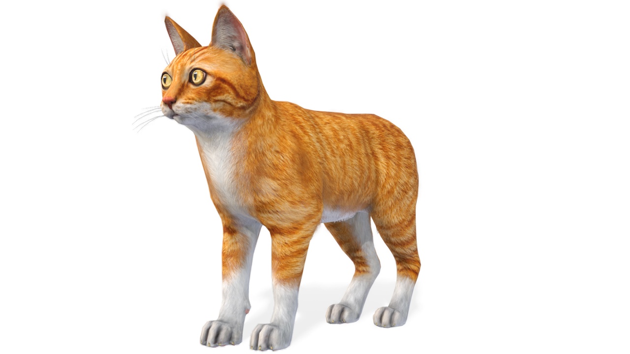 Media 1 for listing Cat - red color