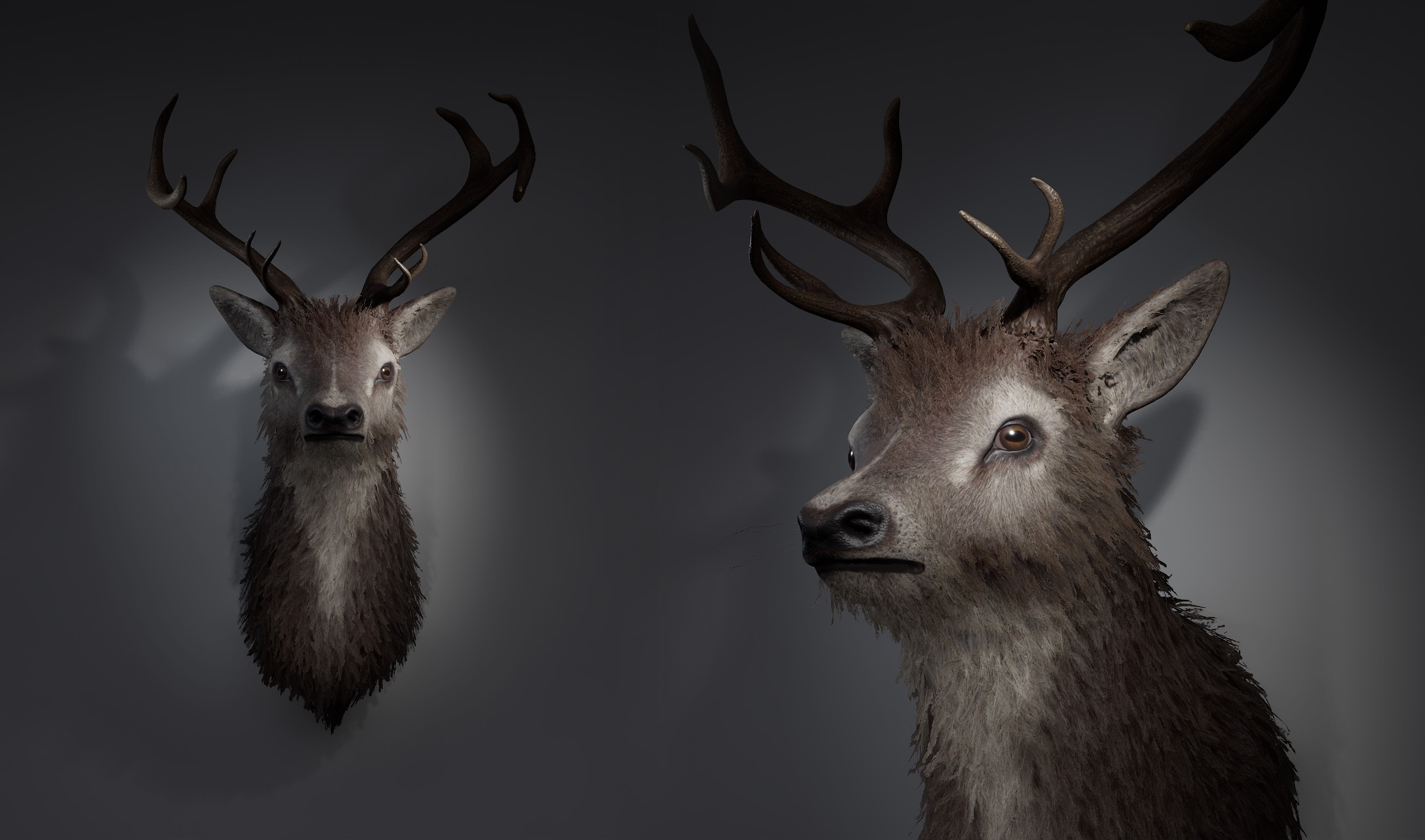 Media 1 for listing Deer Taxidermy Wall Mount