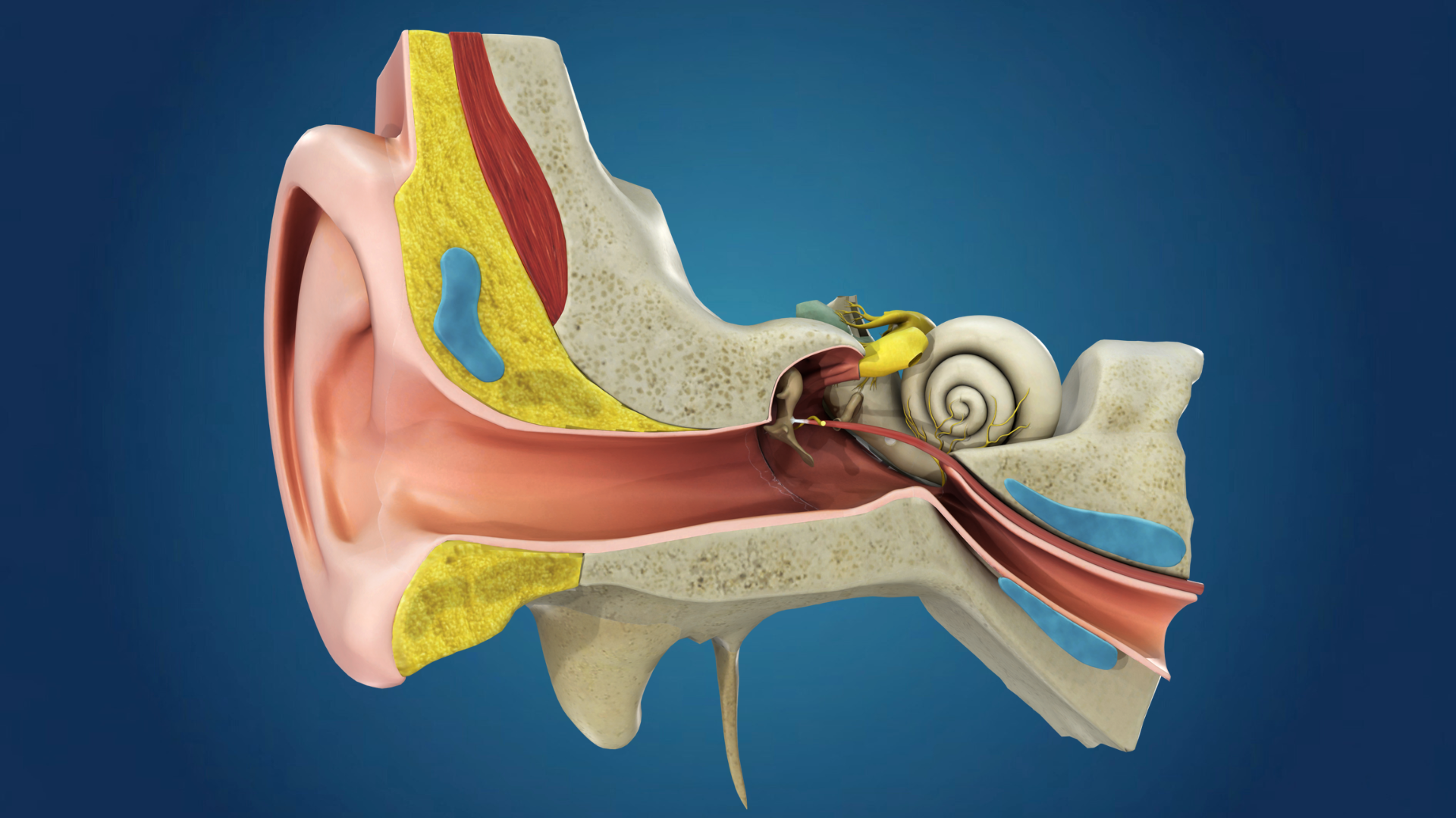 Human Ear Anatomy (3D Model) | Fab