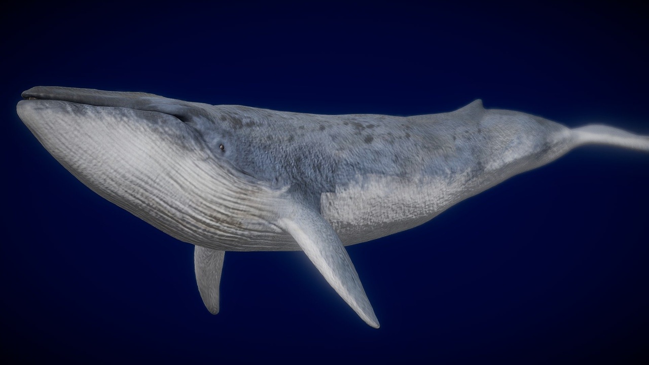 Media 1 for listing Animated Blue Whale