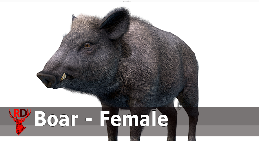 Wild Boar - Female | Fab