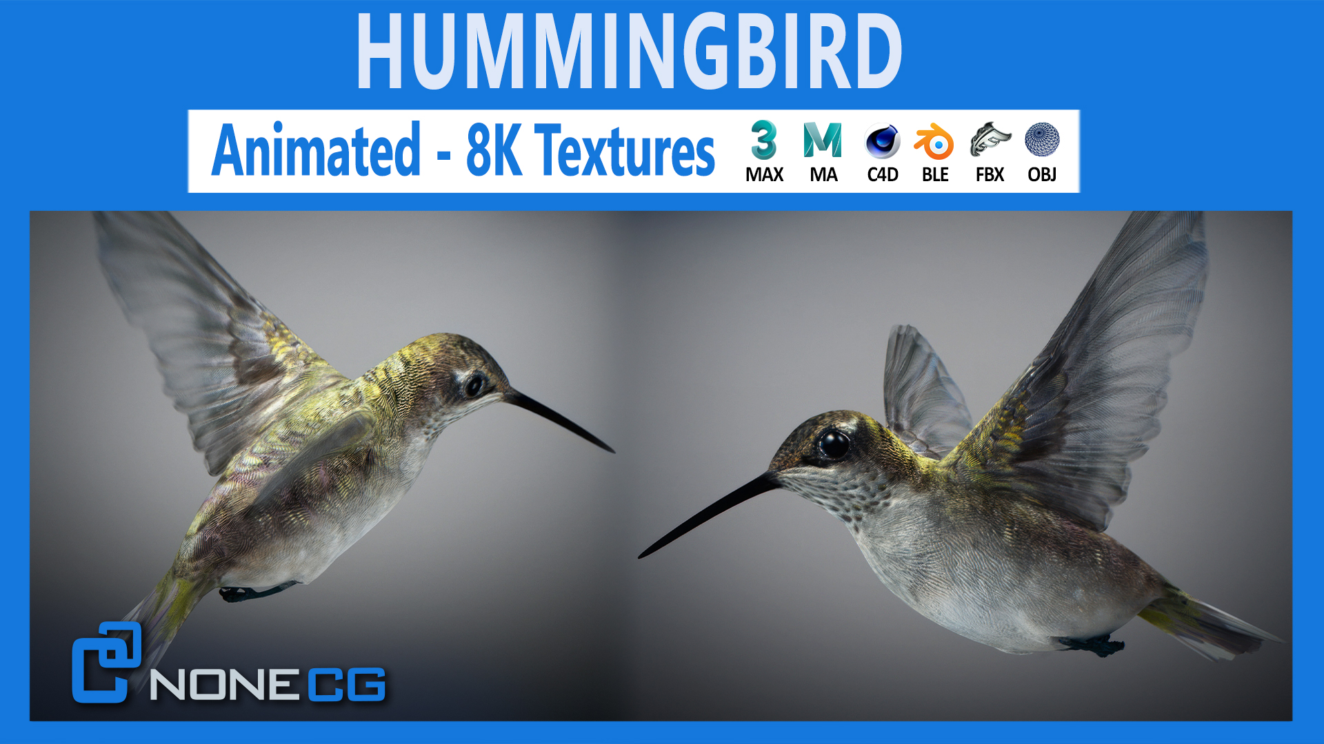 Animated Hummingbird | Fab