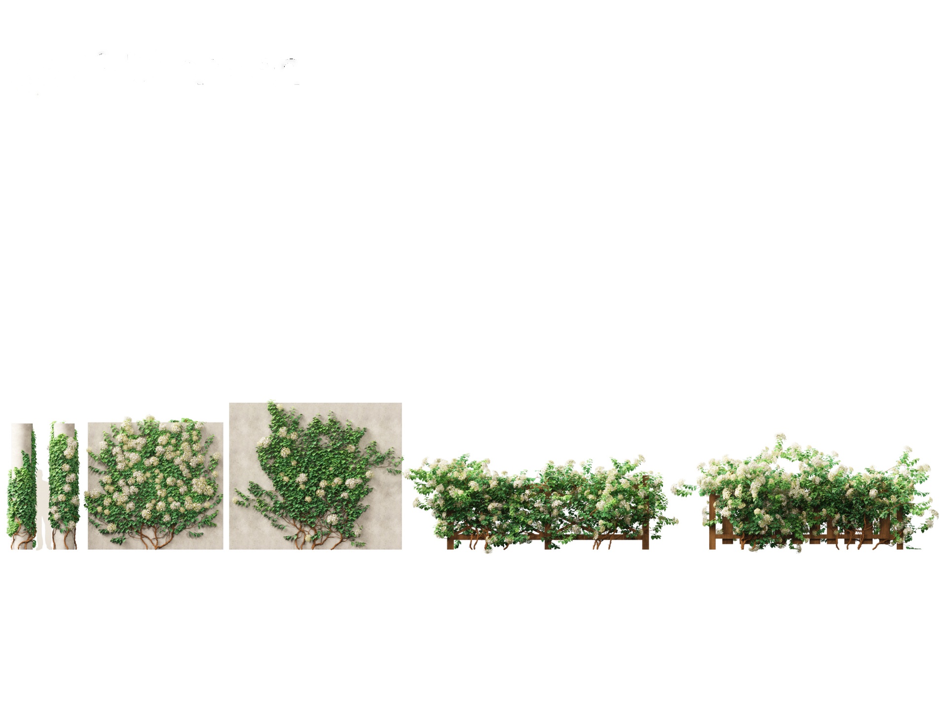 Media 1 for listing Hydrangea anomala - Climbing hydrangea
