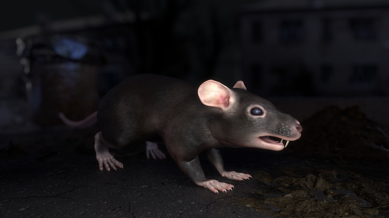 出品Common Ratsのメディア1