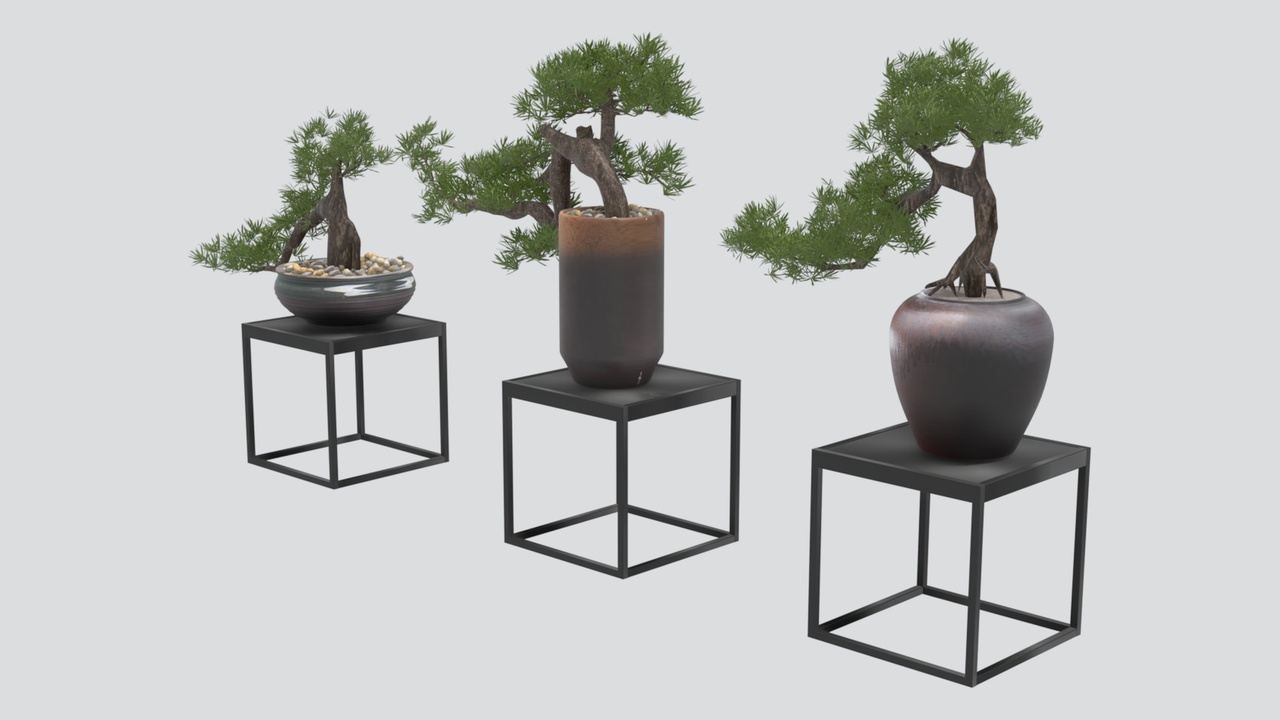 Media 1 for listing Three Potted Bonsai Pine Trees on Metal Stands 3D Model