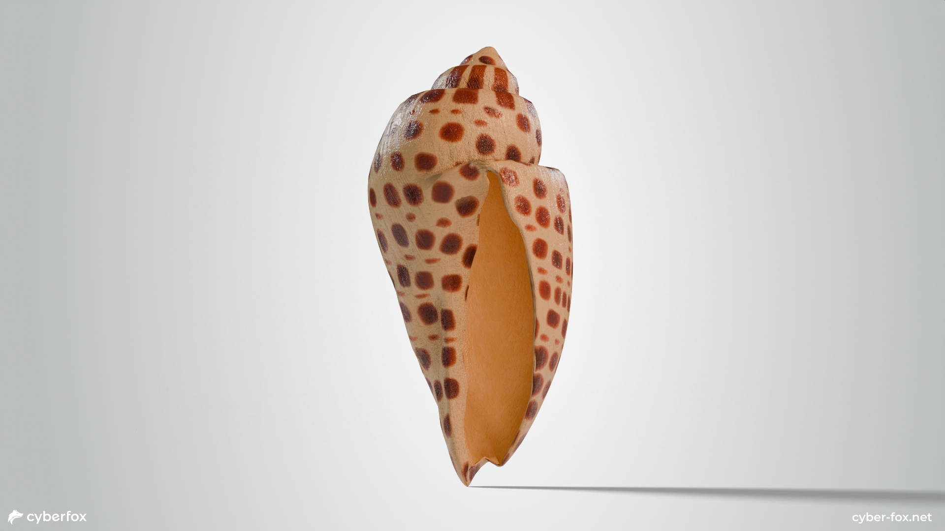 Junonia Shell | Fab
