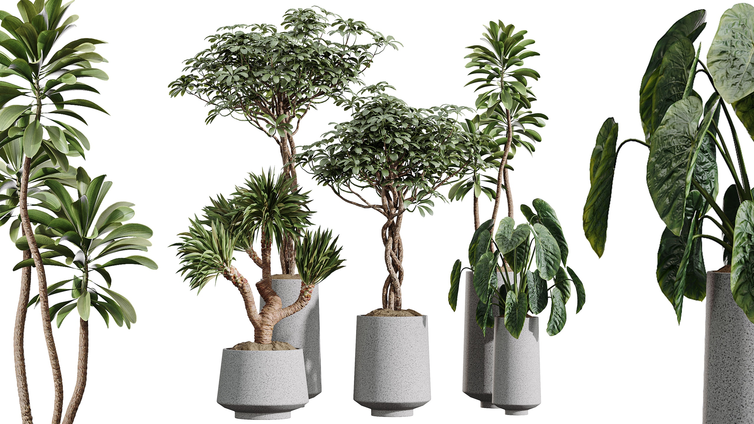 Media 1 for listing AV Indoor Plants Set 406 Cunjevoi Euphorbia Schefflera Yucca Elephantipes