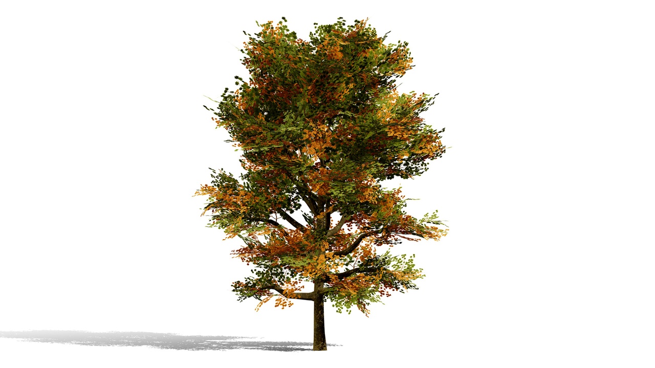 Media 1 for listing North American Oak Trees Collection