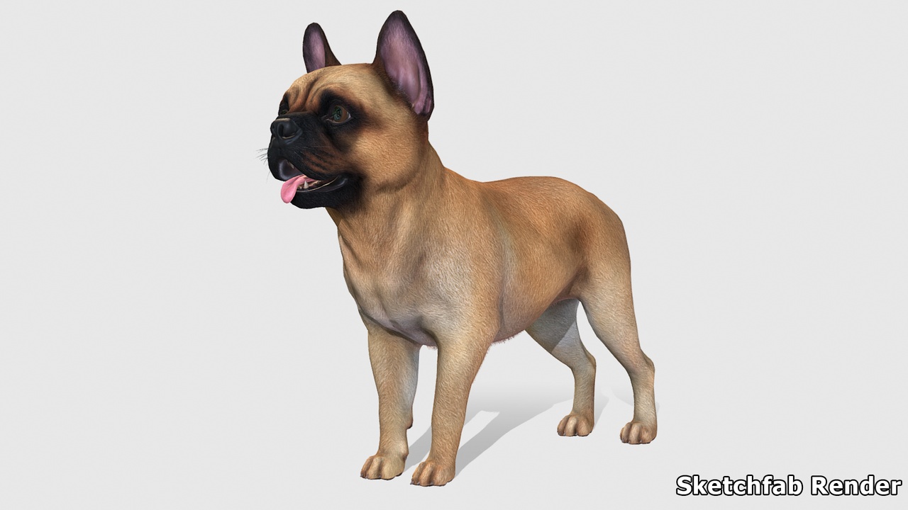 Dog French Bulldog Fab