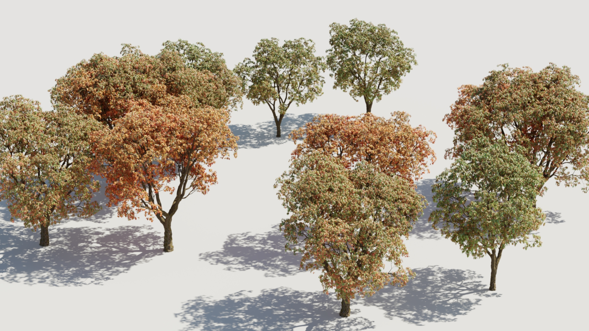 Quercus serrata c/tree | Fab