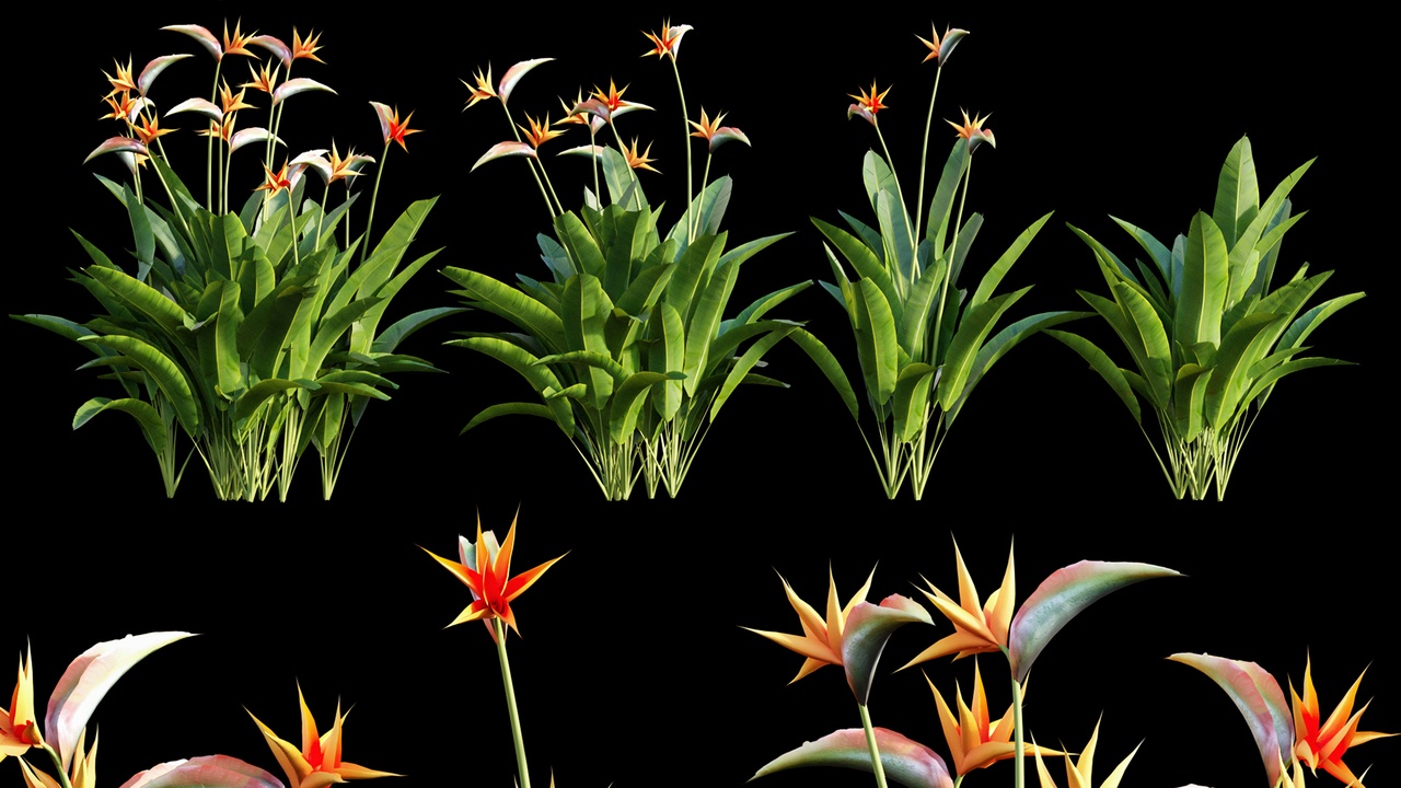 Media 1 for listing Strelitzia reginae 01