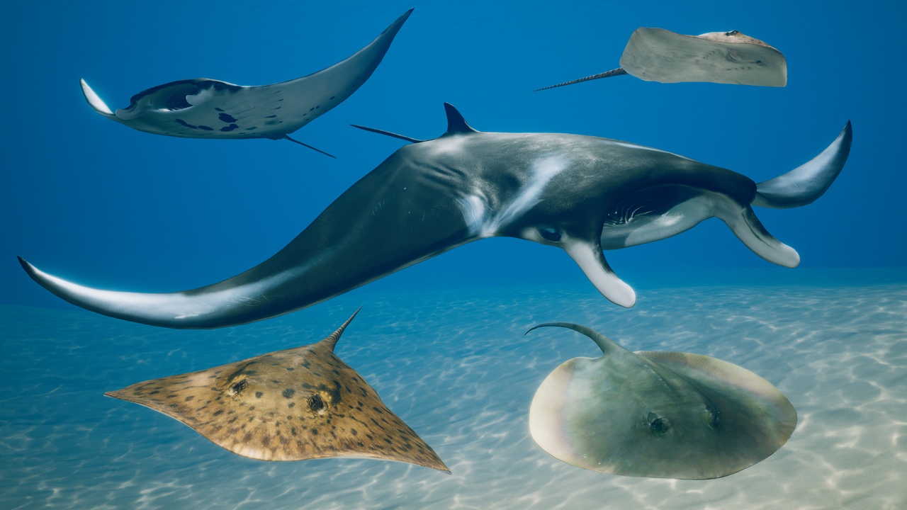 Media 1 for listing Ocean Stingray Pack