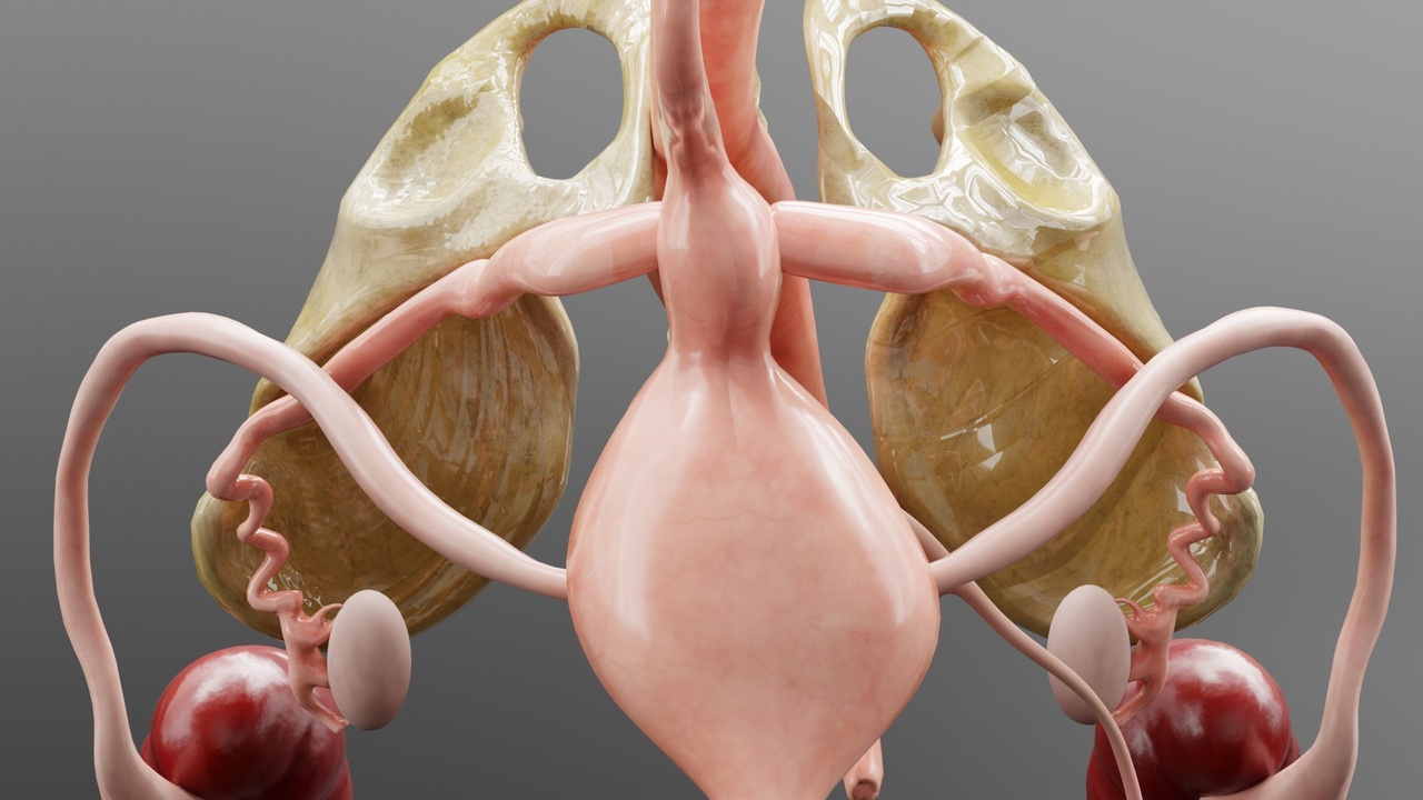 Media 1 for listing Male Reproductive System Blender 3D