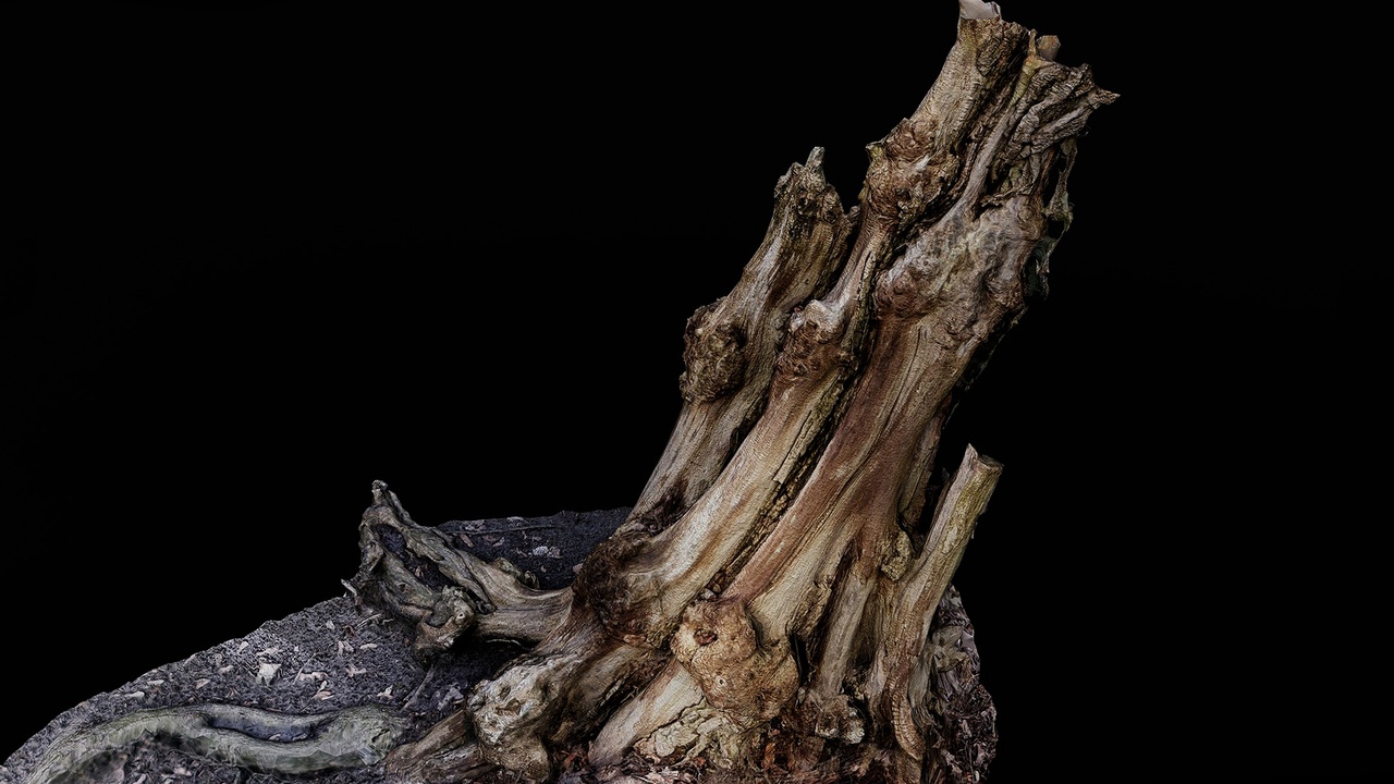 old tree broken stump photogrammetry | Fab