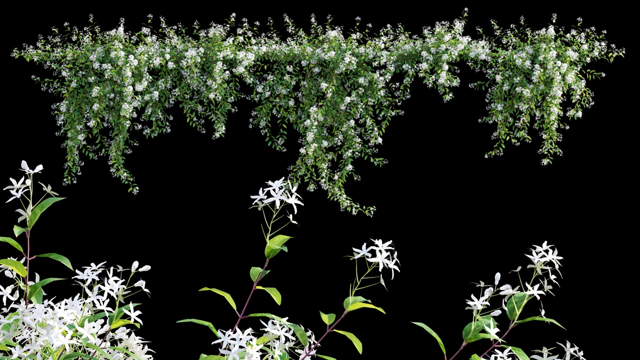 Media 1 for listing Trachelospermum Jasminoides | Star jasmine creeper