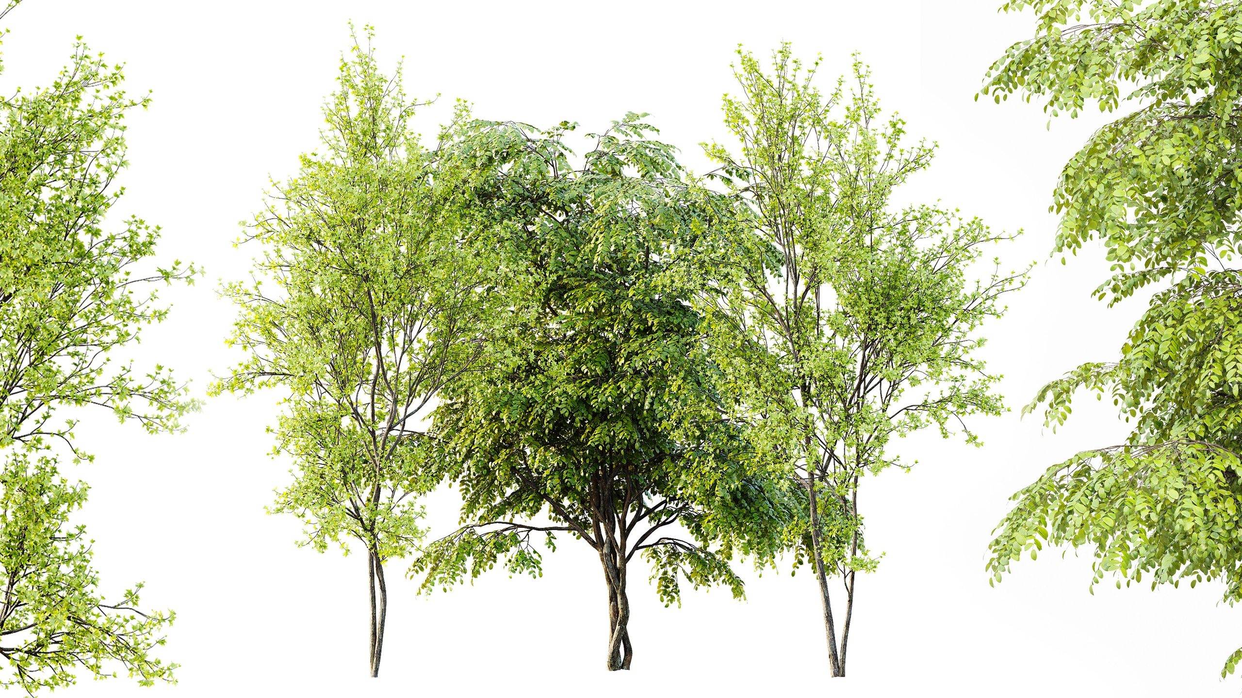 Media 1 for listing AV Acer Saccharinum and European Bladdernut Spring 2 Trees