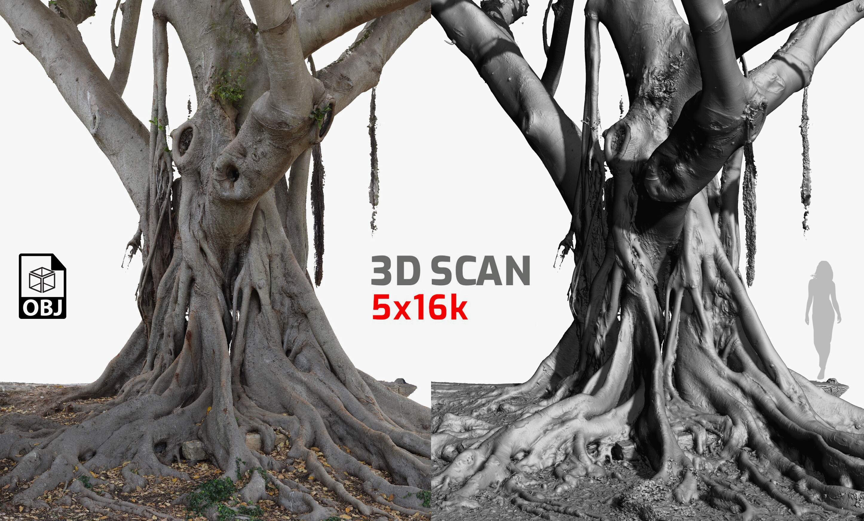 Ficcus Tree Block Giant Ficus Tree #1 Textures 5x16k / 5x24k 3D Model RAW 3D scan OBJ | Fab