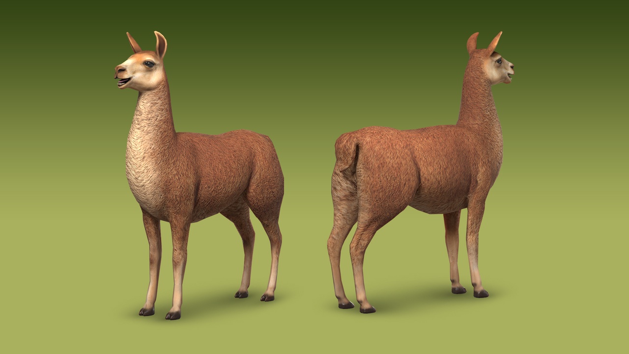 Media 1 for listing Realistic Llama 3D Model – Rigged Animated