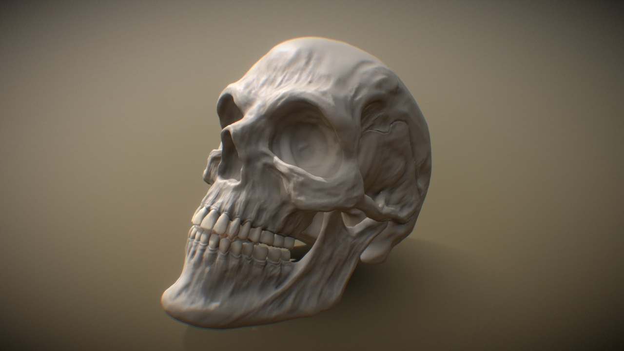 Media 1 for listing Human Male Skull Sculpt