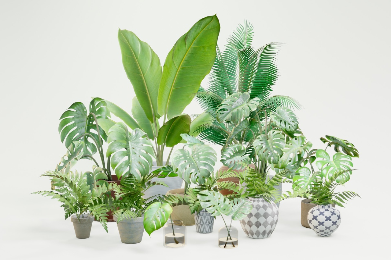Media 1 for listing Houseplants Pack M03